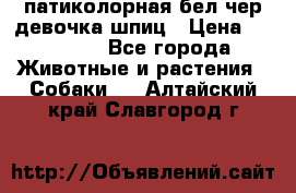 патиколорная бел/чер девочка шпиц › Цена ­ 15 000 - Все города Животные и растения » Собаки   . Алтайский край,Славгород г.